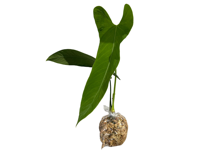 Anthurium argyrostachyum 'Velvety'