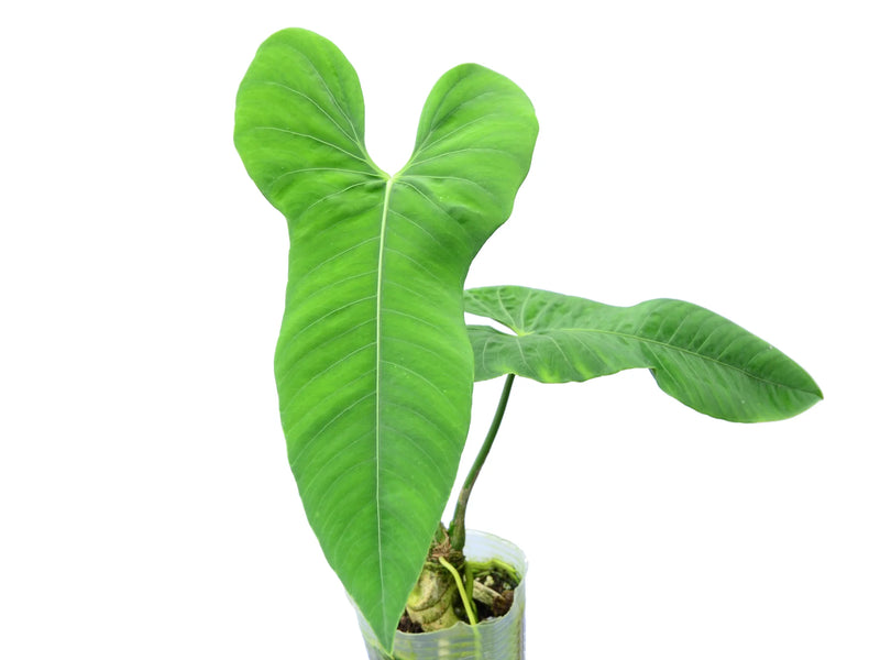 anthurium san antonio Anthurium argyrostachyum 'Velvety'