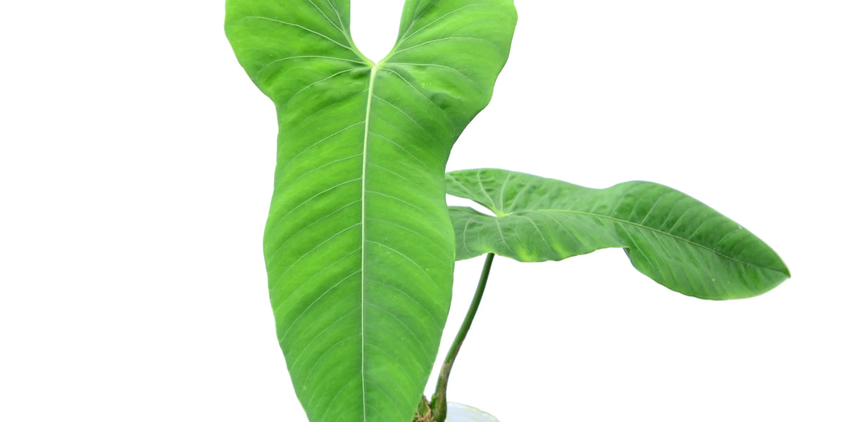 anthurium argyros tachyum Anthurium argyrostachyum 'Velvety'