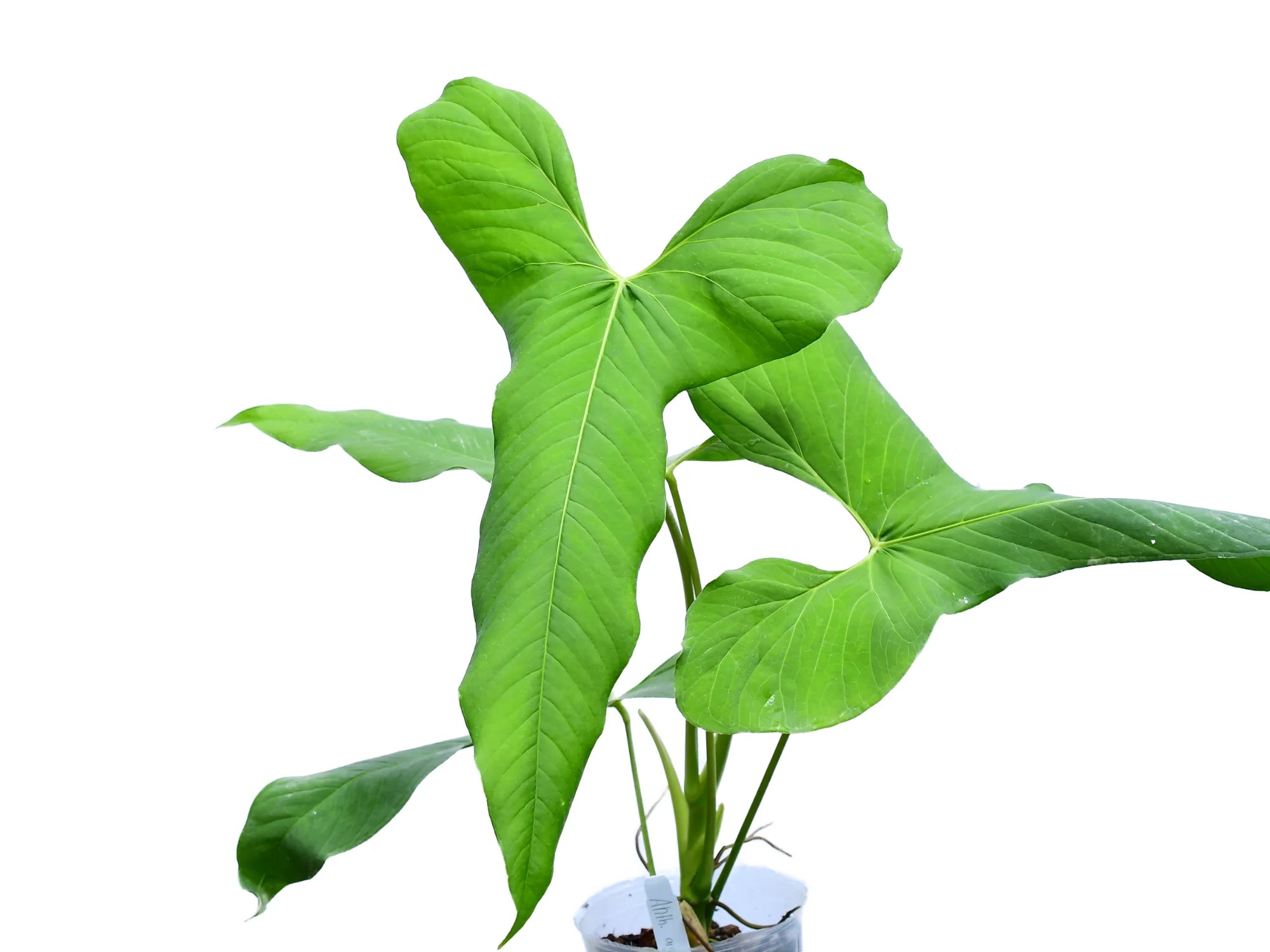anthurium argyrostachyum Anthurium argyrostachyum 'Yasuni'