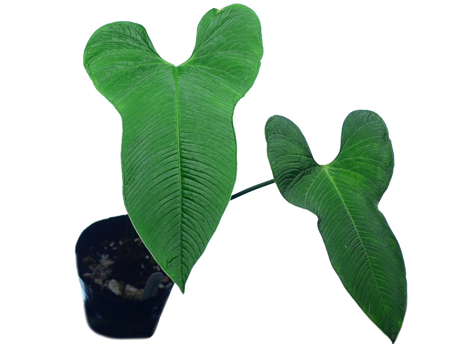 Anthurium argyrostachyum villosum