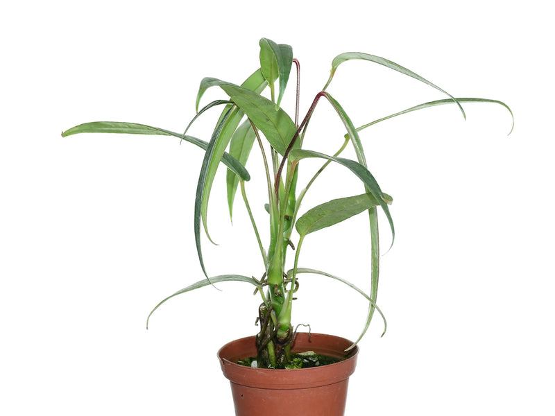 anthurium holtonianum Anthurium arisaemoides cf