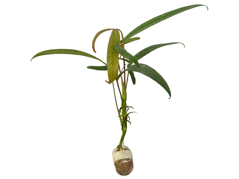 Anthurium arisaemoides cf