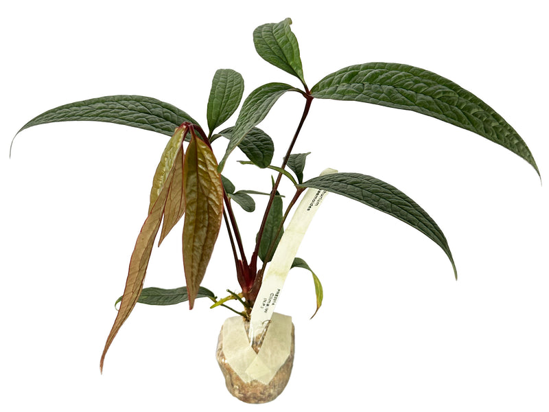 anthurium arisaemoides Anthurium arisaemoides