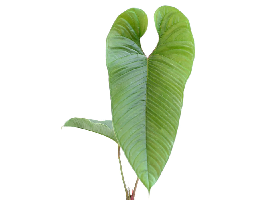 Anthurium aspericostum