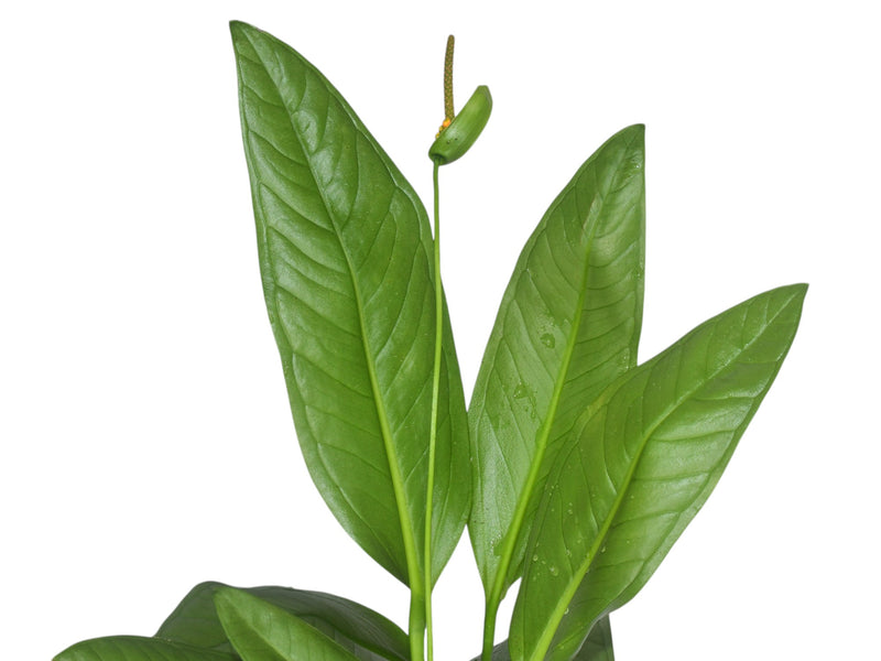 Anthurium bakeri aff