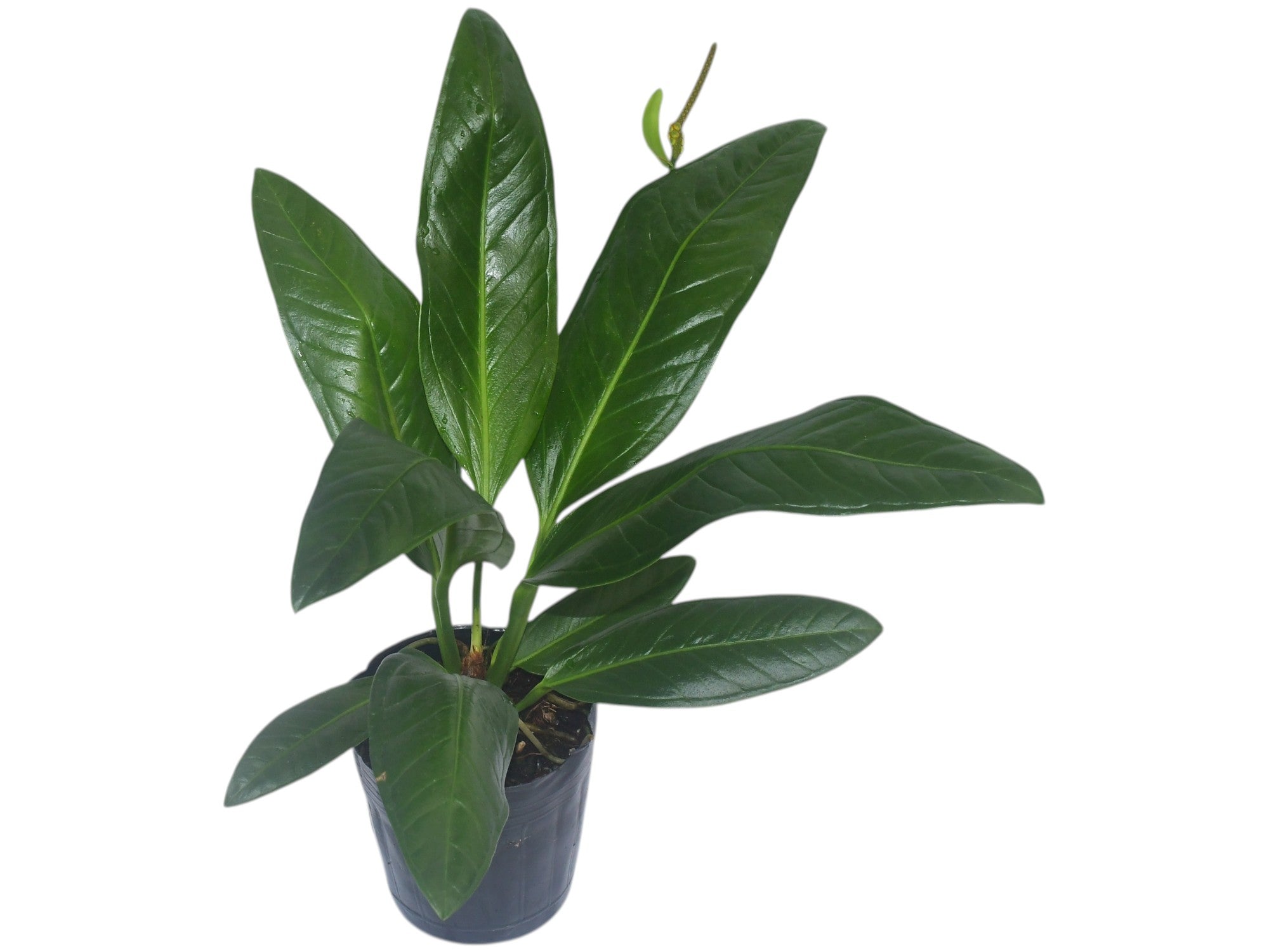 Anthurium bakeri aff. – Warm Strap-Leaf Anthurium — Ecuagenera Orquídeas  del Ecuador
