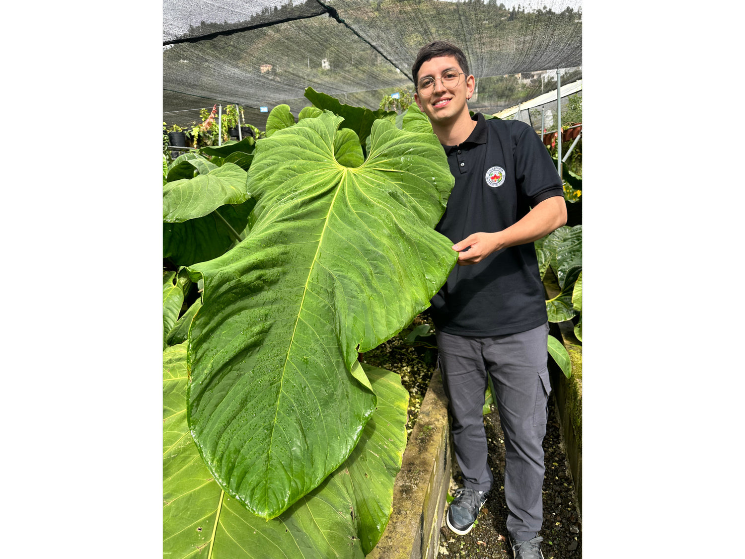 anthurium plant size Anthurium balaoanum — Ecuagenera Orquídeas del Ecuador
