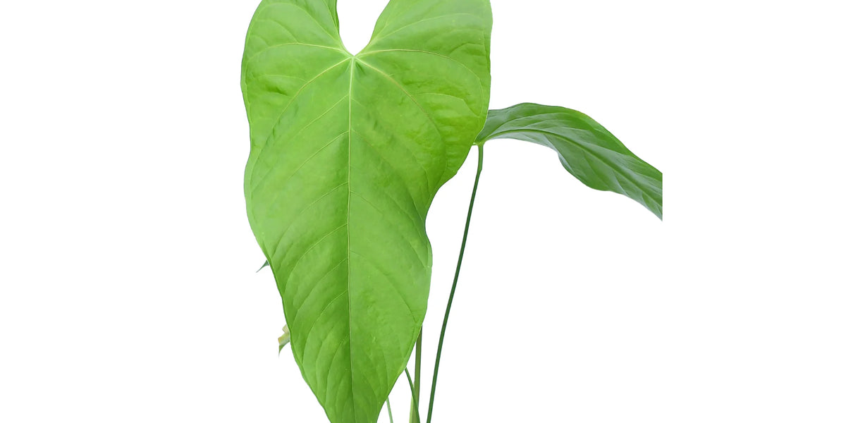 philodendron balaoanum Anthurium balaoanum — Ecuagenera Orquídeas del Ecuador
