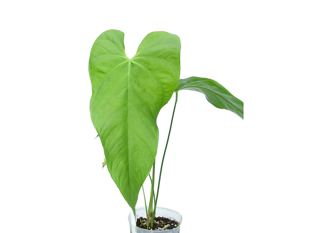 philodendron balaoanum Anthurium balaoanum