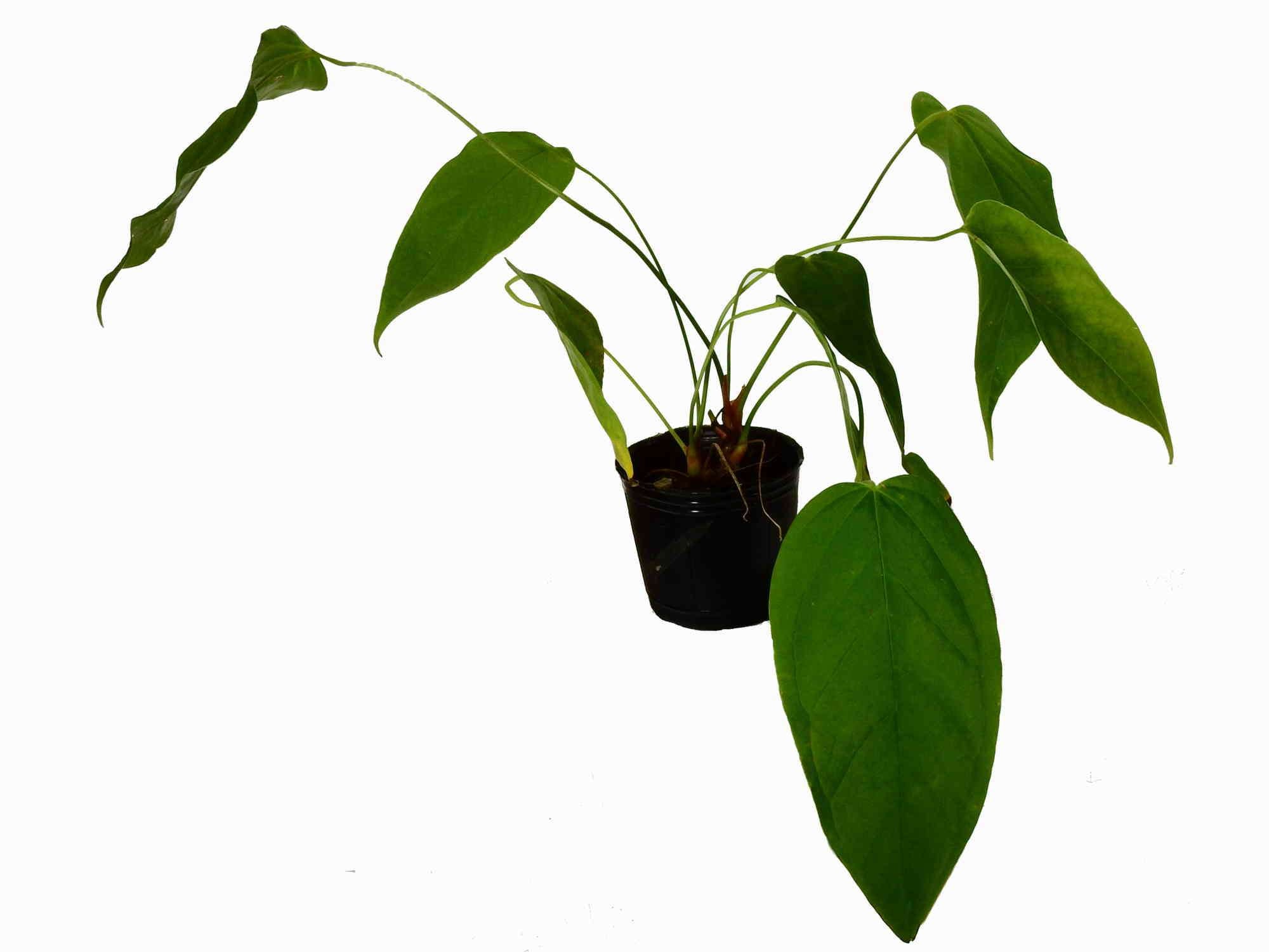 anthurium balaoanum for sale Anthurium balaoanum aff