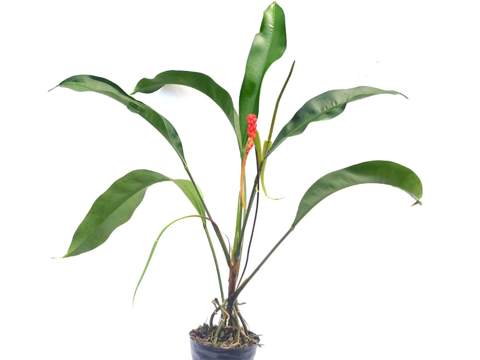 Anthurium barrieri