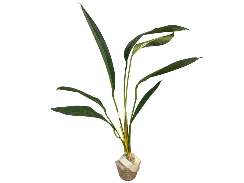 Anthurium batistae cf