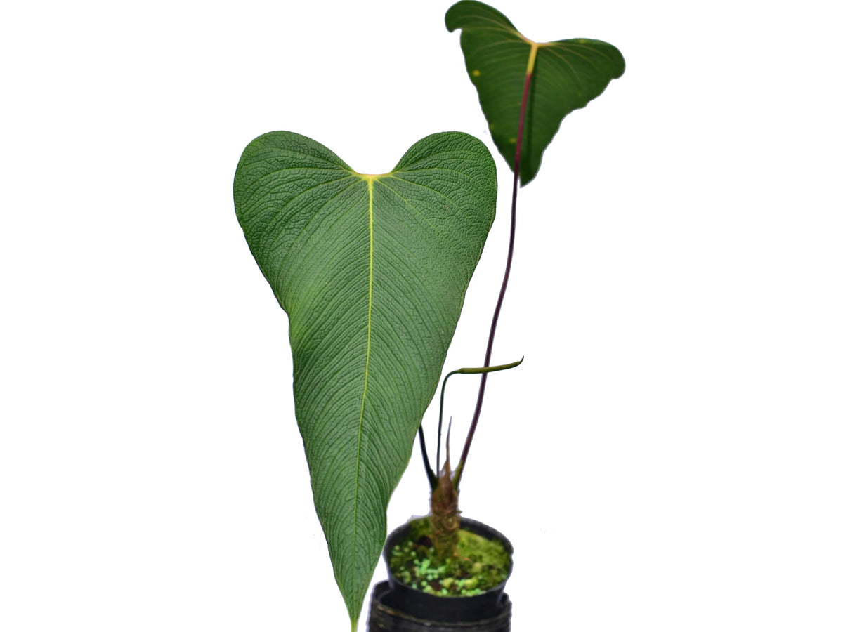 anthurium beliza Anthurium bernalii