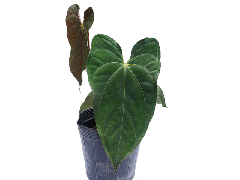 Anthurium Elizabeth's Butterfly