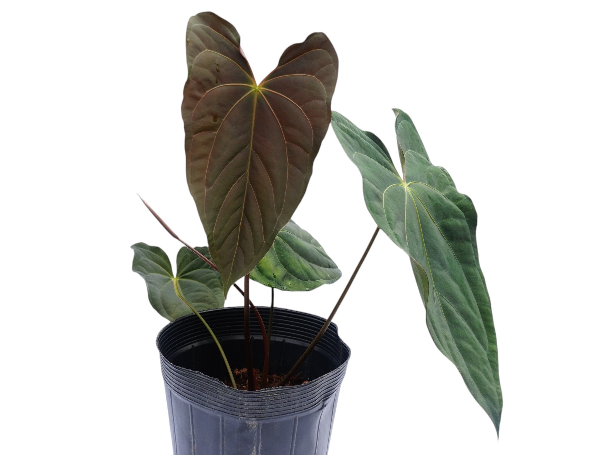Anthurium Elizabeth's Butterfly