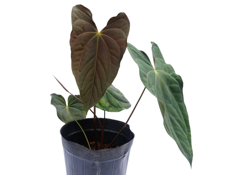 Anthurium Elizabeth's Butterfly