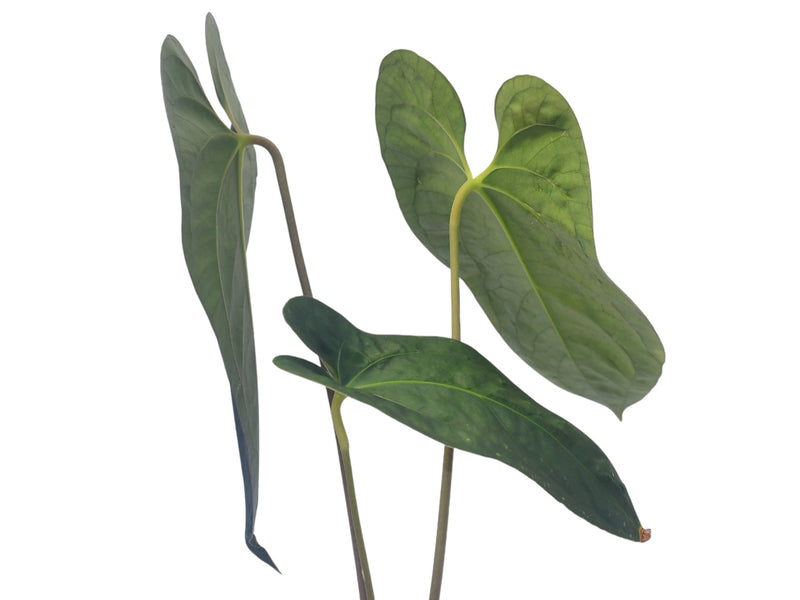 Anthurium besseae 'Green Zafire' x Ant. papillilaminum