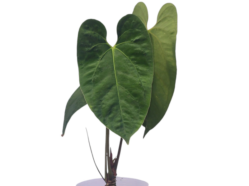 Anthurium besseae 'Green Zafire' x Ant. papillilaminum