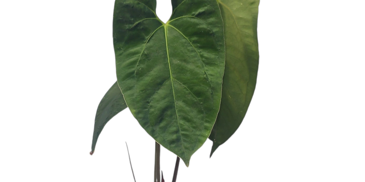anthurium zafira Anthurium Libby's Green Zafire Butterfly — Ecuagenera Orquídeas del Ecuador