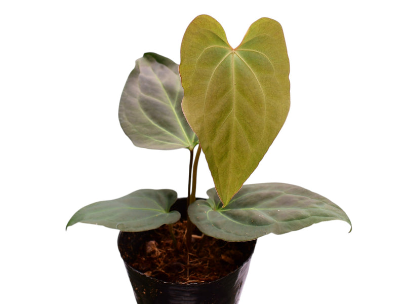 Anthurium besseae 'Green Zafire' x Anthurium besseae aff