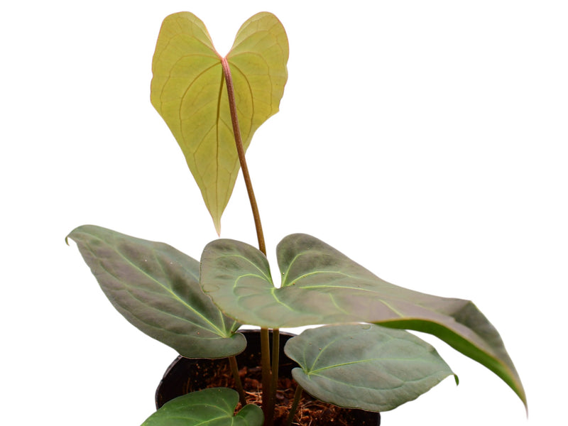 Anthurium besseae 'Green Zafire' x Anthurium besseae aff