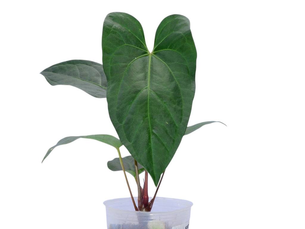 anthurium bessea Anthurium besseae 'Umbra'