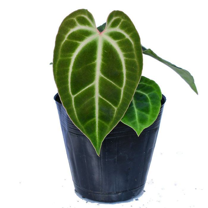 Anthurium besseae aff seedling