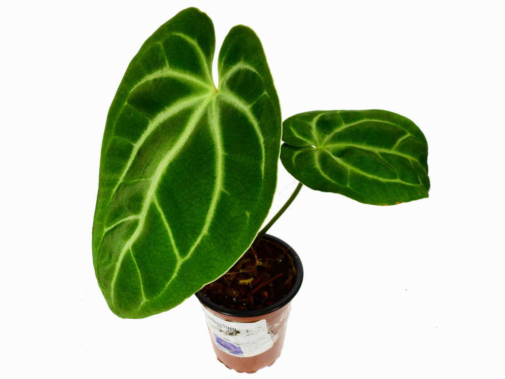 Anthurium besseae aff (medium) — Ecuagenera Orquídeas del Ecuador