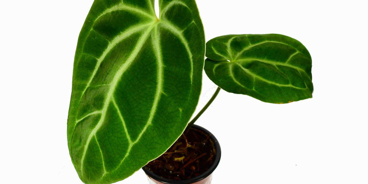 その他観葉植物 Anthurium besseae aff Anthurium besseae aff x Anthurium clarinervium — Ecuagenera