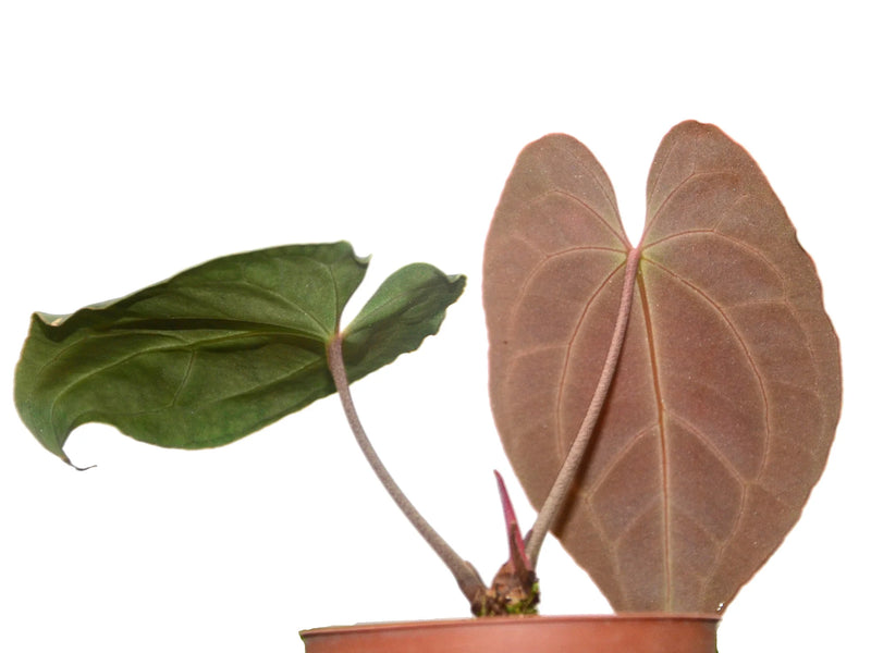 anthurium besseae chois Anthurium besseae aff — Ecuagenera Orquídeas del Ecuador