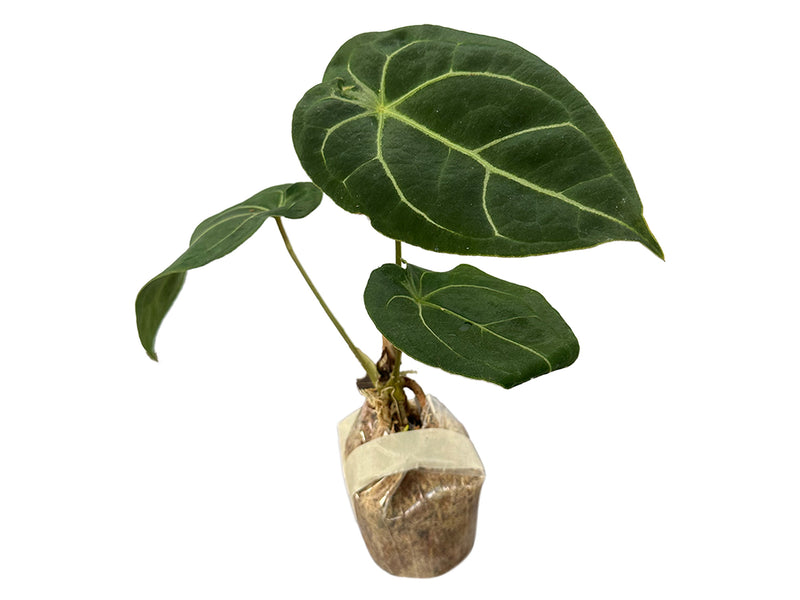 Anthurium besseae aff