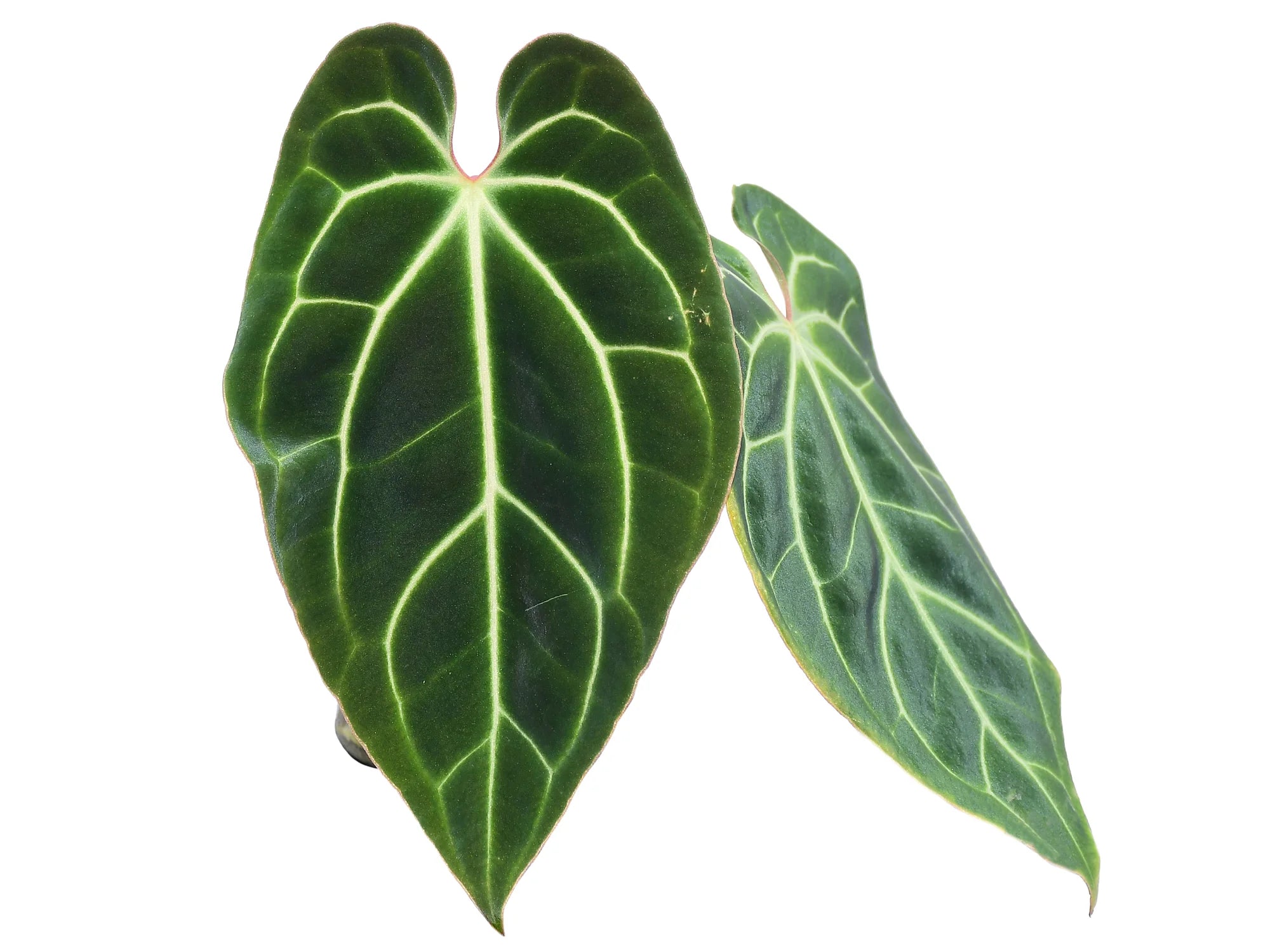 anthurium besseae chois Anthurium besseae aff