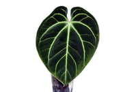 anthurium besseae vs besseae aff Anthurium besseae aff — Ecuagenera Orquídeas del Ecuador