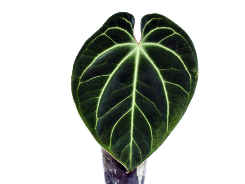 anthurium besseae aff dark form Anthurium besseae aff — Ecuagenera Orquídeas del Ecuador