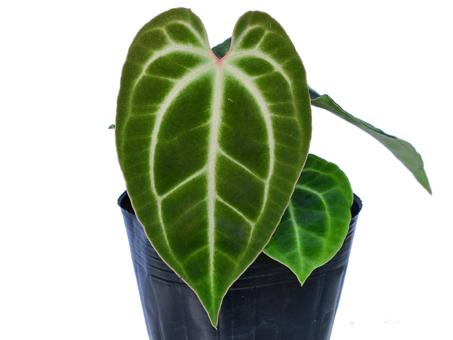 Anthurium besseae aff seedling