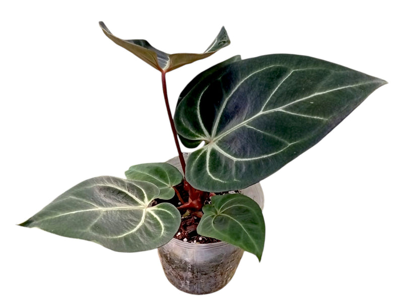 Anthurium besseae aff x (Anth. Dr. Block F2 x NSE Red Crystal)