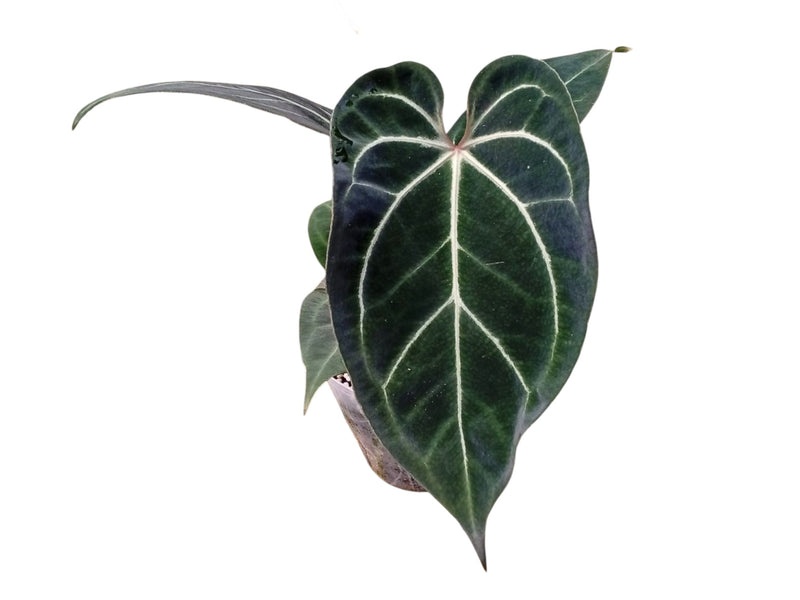 Anthurium besseae aff x (Anth. Dr. Block F2 x NSE Red Crystal)