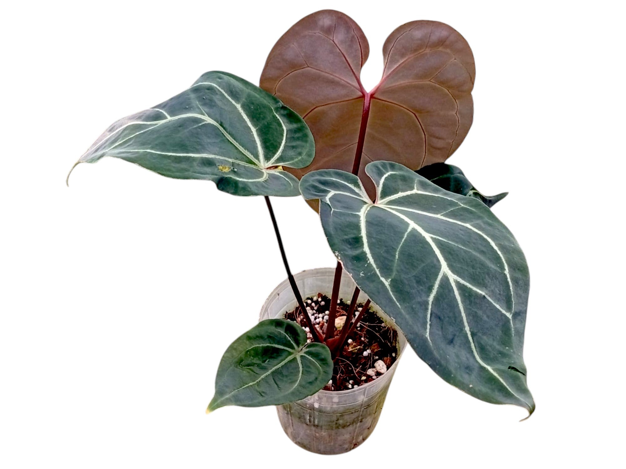 RedVeinDerPhoenix × Besseae off Ghost Anthurium besseae aff x (Anth. Dr. Block F2 x NSE Red Crystal