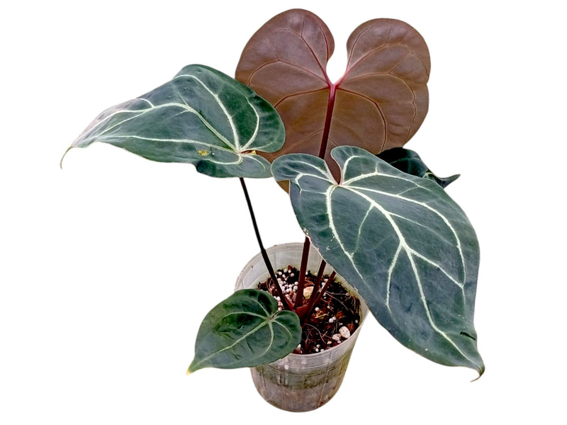 Anthurium besseae aff x (Anth. Dr. Block F2 x NSE Red Crystal)