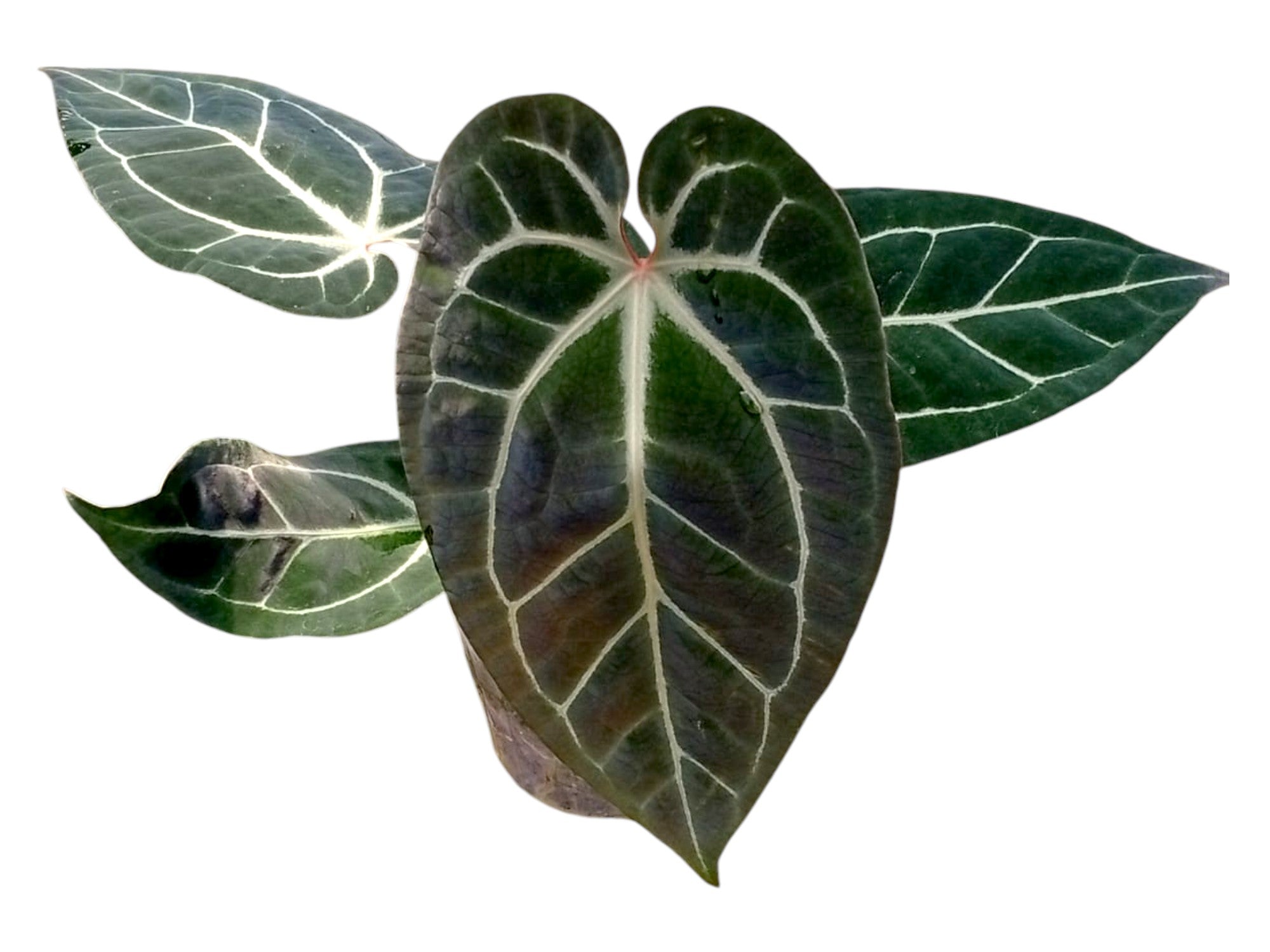 Anthurium besseae aff x (Anth. Dr. Block F2 x NSE Red Crystal