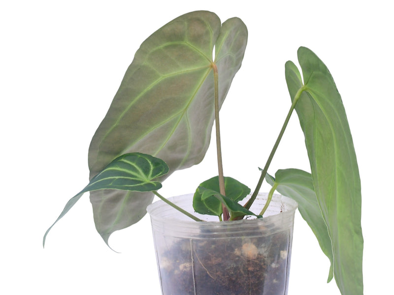 Anthurium besseae aff x Anthurium Silver Blush