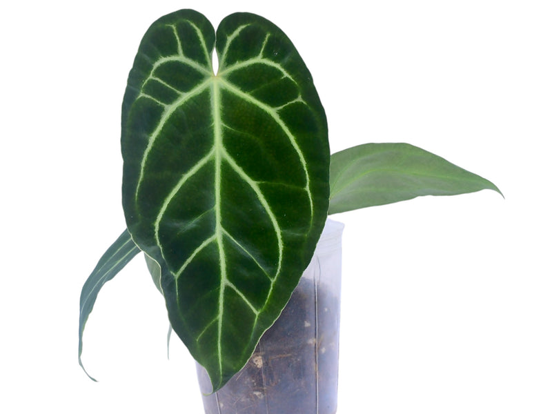Anthurium besseae aff x Anthurium Silver Blush