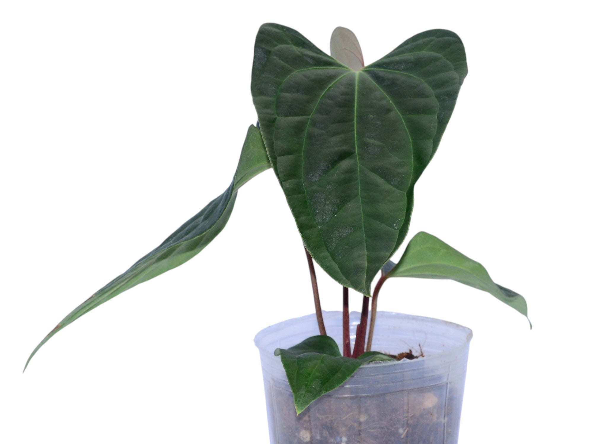 Anthurium besseae aff x Anthurium Sparkling River — Ecuagenera