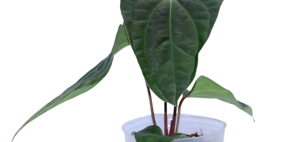 anthurium sparkle Anthurium besseae aff x papillilaminum #2678
