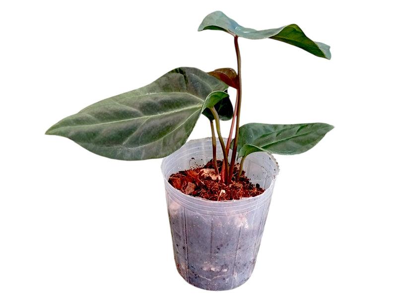 anthurium bessae Anthurium besseae aff x Anthurium Velvety Night