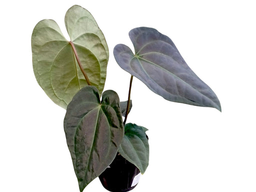 anthurium dark night Anthurium besseae aff x Anthurium Velvety Night