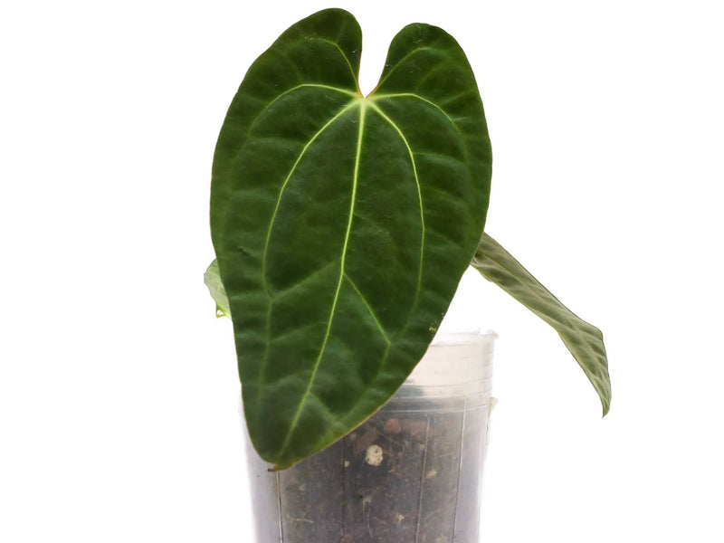 anthurium misting Anthurium Neon Lace