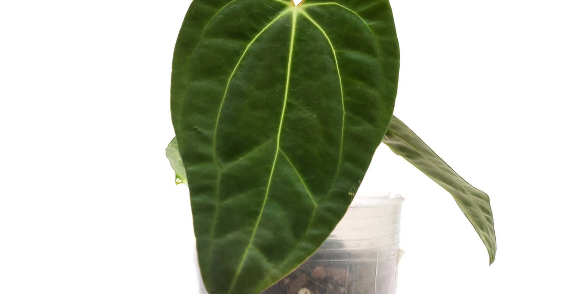 anthurium 59 de lier Anthurium Neon Lace