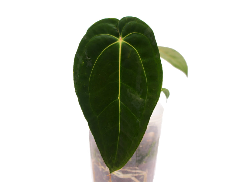 anthurium aff ecuadorense Anthurium Neon Lace inverse crossing